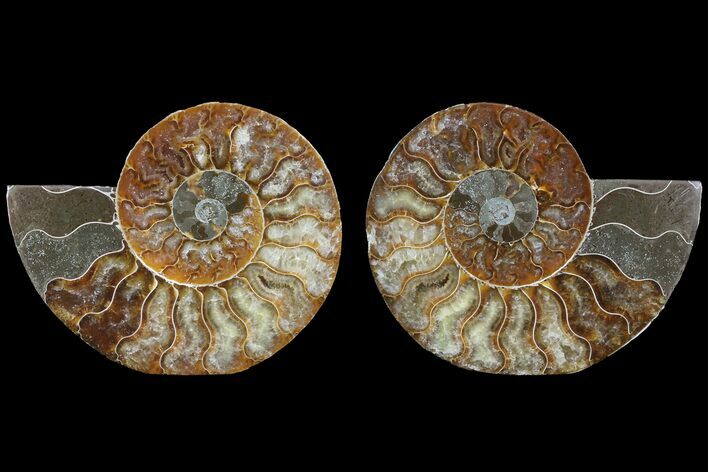 Cut & Polished Ammonite Fossil - Agatized #78550